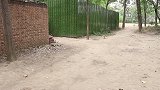 邻居偷偷溜进老三家，把西瓜偷吃完了，结果被妈妈暴打一顿