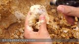农村小伙在水中寻宝！发现了一颗巨齿鲨的牙齿？这片水域有鲨鱼？