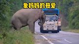 大象为了救助自己的孩子，冒着危险拦截车辆，母爱不分种族！