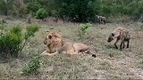 鬣狗群和年轻雄狮和谐相处，这是什么友谊