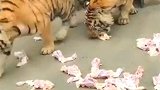 老虎出笼吃食物，为何它们都不争抢