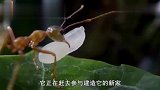 生命故事：蚂蚁在树上搭建巢穴,没想到还有防水功能,厉害了！