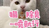 我可以忍受小猫咪的脚臭口臭
