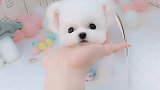 白白胖胖充满希望