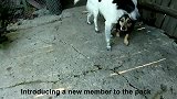 小猫咪惨遭主人遗弃却被两只流浪狗收养了