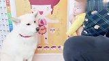 铲屎官一直抱着小主人，柴犬醋劲上来了，接下来忍住别笑