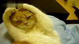 搞笑动物！超萌的抱头睡觉猫猫