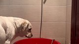 拉布拉多在浴室洗澡，洗完之后果真白了