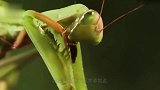 母螳螂为何要吃掉公螳螂，公螳螂自愿献身看完发现被骗多年！