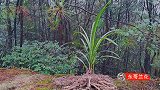 东哥说它是棵春兰，网友说像棵春剑，这兰花到底是怎么区分的呢？