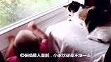 宝宝一再挑衅猫咪，看到周围没人后，立马开打！