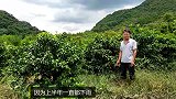 小鸡保温是养鸡过程其中的一个环节，农村养鸡人告诉你它的重要性