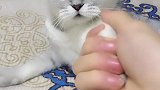 猫：咱俩握手了，我的小鱼干呢！