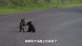 2只公鸡打架斗狠，狗子急上前拉架，下一秒的画面忍不住笑出了声