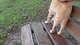 坐在公园的长椅上，一只流浪猫跑过来求撸，满脸的期待