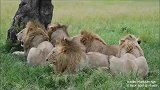 东非新星之6头勇士雄狮—年仅4岁就接管狮群必成传奇联盟