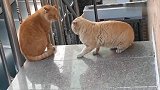 在楼梯上有两只橘猫正在吵架，还动手打起来了