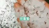 冰雹袭击山西 阳泉菜农:好好的西红柿被浇得只剩疙蛋蛋，没叶子
