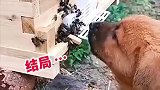 狗子吃蜜蜂，胆子也太大了