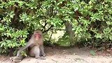想去玩儿，被猴妈抓住尾巴拖回来
