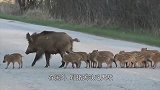 几十头野猪吃的正欢，“砰”的一声巨响，猪群“全军覆没”！