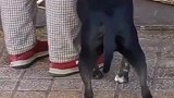 路过猪肉摊看见一只狗子一直在抖，难道他想上热门吗