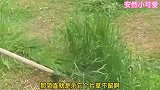 爆笑：买不起房子那就干脆自己挖一个，从设计到动手纯手工制作