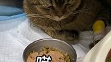 住院的第四天，粽子一定很想我吧... 爱宠来狂欢   萌宠出道计划