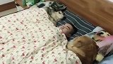 哈士奇和金毛陪主人睡觉,一边一只,好搞笑
