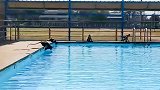 泰国：猴子占领学校游泳池 “大开派对”不让学生上课
