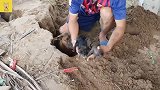 土狗妈妈带着小狗住在地洞，没食物吃肚子很饿，幸亏有人搭救