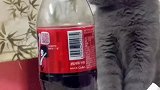 我的猫总偷喝我可乐怎么办