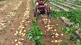 探访土豆收获季，土豆价格太低成本高，农民自己发明土豆收割机