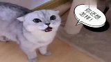 猫咪被关屋里一天，主人一回家立马急眼了！可真凶啊