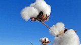 人民币是棉花做的，网友：抵制新疆棉，就别来赚中国钱！新疆棉花