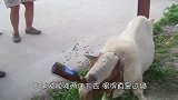 不省人事的醉猪倒在路边，男子好奇地上前推了一把，差点笑岔气！