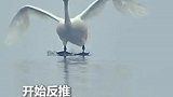网友拍摄野生天鹅降落全过程，从放“起落架”到开始反推、成功着陆，丝滑流畅、一气呵成！