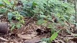 竹荪原来是，这样子生长的
