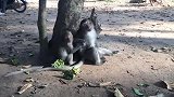 可怜的阿奇普照顾吉尔，它为什么咬它，吉尔大声喊叫小猴子一起玩