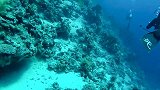 蒂朗海峡海底珊瑚礁潜水探索，平静的海底世界