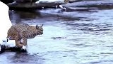 据说猫在跳跃之前都是经过缜密计算的