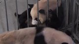 我叫你奶妈，你却把我当球拍，熊猫：国宝都不好当了啊