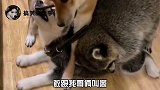 浣熊：我抱住它了，你快揍它呀！