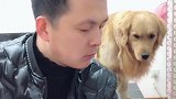 金毛偷看主人吃苹果，被发现后它还害羞呢，真逗！