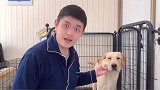 新手养狗一定要避免的坑！