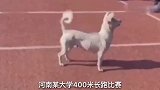 搞笑视频：这是河南某大学长跑比赛，这下可算刺激了