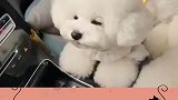 不掉毛的6种狗，女生快来对号入座