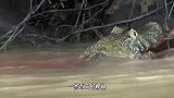 鳄鱼不怕电，生吞电鳗，这时食人鱼闻腥赶来，遇上狠角色了