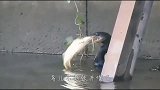 鲶鱼嘴里含着什么奇怪东西，众人看清后，连忙拖上了船