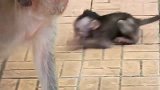 猴子给点儿颜色让妈妈瞧瞧，结果被打一顿